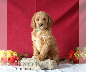 Goldendoodle Puppy for sale in GORDONVILLE, PA, USA