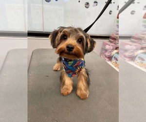 Yorkshire Terrier Puppy for Sale in TOMBALL, Texas USA