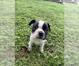 Boston Terrier Puppy for sale in FREDONIA, KS, USA