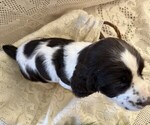 Small #4 English Springer Spaniel