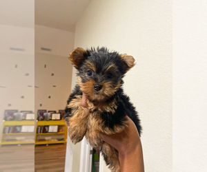 Yorkshire Terrier Puppy for sale in MIAMI BEACH, FL, USA