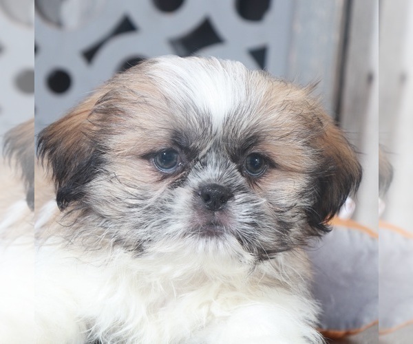 Medium Photo #3 Shih Tzu Puppy For Sale in MOUNT VERNON, OH, USA