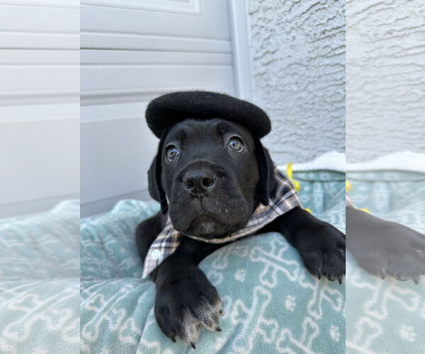 Medium Photo #7 Mutt Puppy For Sale in Goodyear, AZ, USA