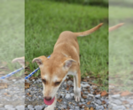 Small #3 Chiweenie