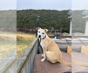 Mutt Dogs for adoption in Shillington, PA, USA