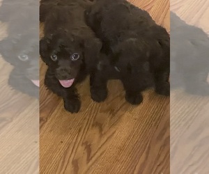 Boykin Spaniel Puppy for sale in PROSPERITY, SC, USA