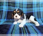 Small #6 Cavalier King Charles Spaniel