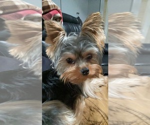 Father of the Yorkshire Terrier puppies born on 04/14/2025