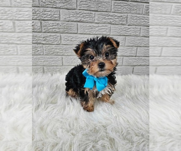 Medium Photo #3 Yorkshire Terrier Puppy For Sale in INDIANAPOLIS, IN, USA