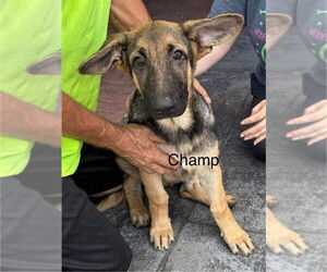 German Shepherd Dog Dogs for adoption in Bolivar, MO, USA