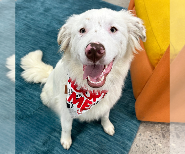 Medium Photo #1 Australian Shepherd-Unknown Mix Puppy For Sale in Newport Beach, CA, USA