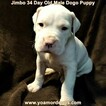 Small Photo #103 Dogo Argentino Puppy For Sale in JANE, MO, USA