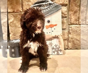 Portuguese Water Dog Puppy for sale in SWARTZ CREEK, MI, USA