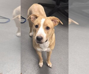 Labrador Retriever Dogs for adoption in Corpus Christi, TX, USA