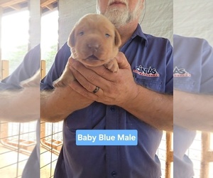 Medium Labrador Retriever