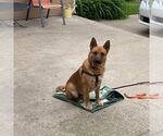 Small #7 German Shepherd Dog Mix