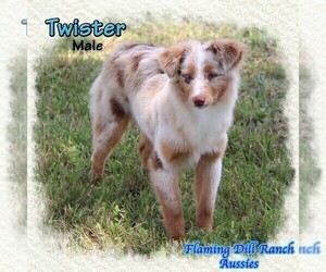 Miniature Australian Shepherd Puppy for sale in FORESTBURG, TX, USA