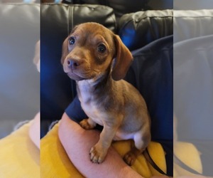 Chiweenie Puppy for sale in BOISE, ID, USA