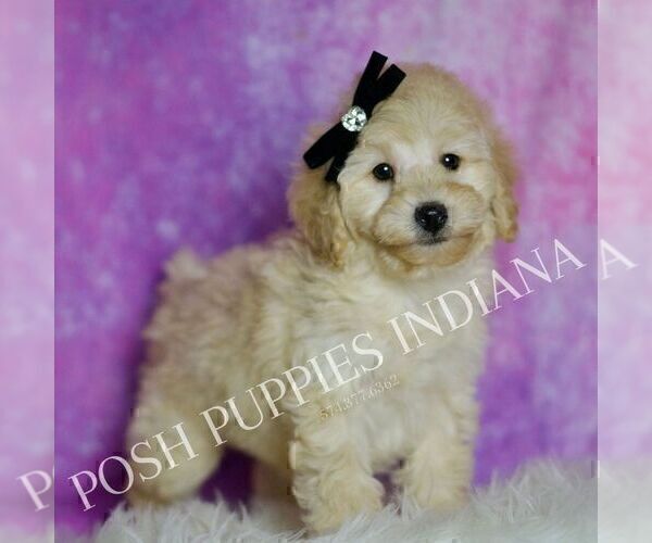 Medium Photo #58 Poodle (Miniature) Puppy For Sale in WARSAW, IN, USA