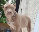 Puppy gera American Bully