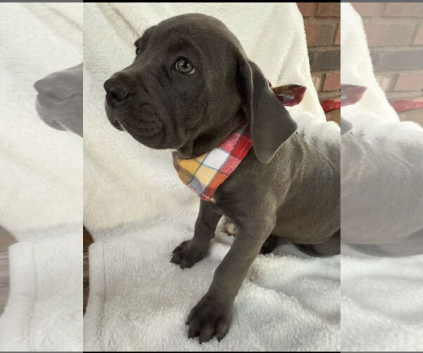 Medium Photo #6 Mutt Puppy For Sale in Goodyear, AZ, USA