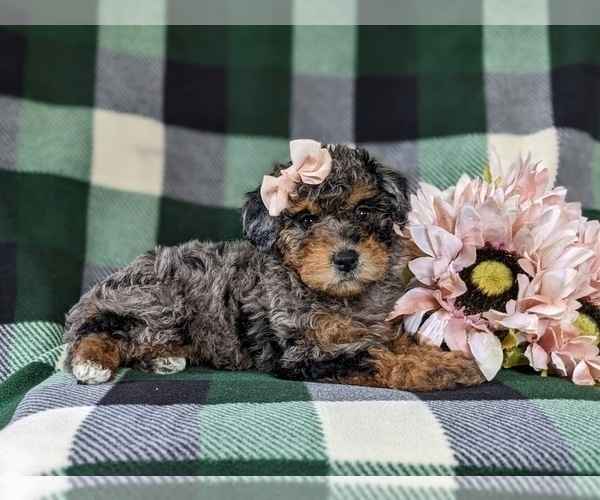 Medium Photo #5 Bichpoo Puppy For Sale in LINCOLN UNIVERSITY, PA, USA