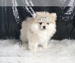 Small #2 Pomeranian