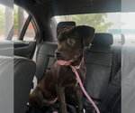 Small Labrador Retriever Mix