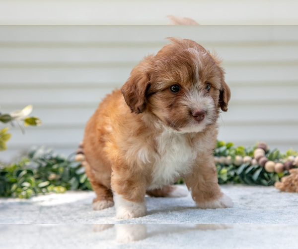 Medium Photo #31 Aussiedoodle Miniature  Puppy For Sale in MILLERSBURG, OH, USA