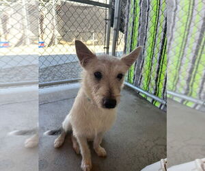 Australian Shepherd-Unknown Mix Dogs for adoption in Emmett, ID, USA