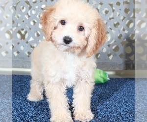 Poodle (Miniature) Puppy for sale in MOUNT VERNON, OH, USA