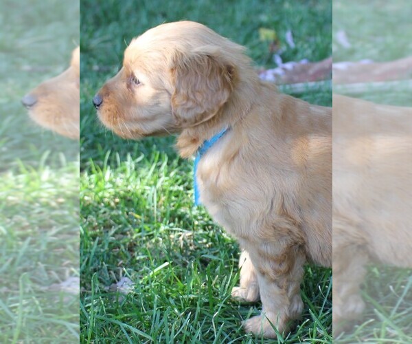 Medium Photo #3 Goldendoodle Puppy For Sale in PLACERVILLE, CA, USA