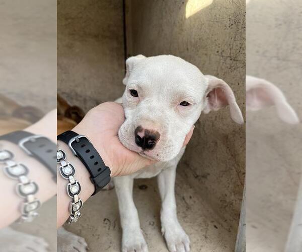 Medium Photo #1 Mutt Puppy For Sale in Oklahoma City, OK, USA