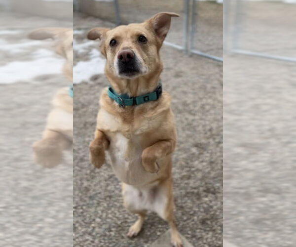 Medium Photo #2 Labrador Retriever-Unknown Mix Puppy For Sale in Bemidji, MN, USA