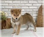 Small Photo #3 Shiba Inu Puppy For Sale in S LAKE TAHOE, CA, USA