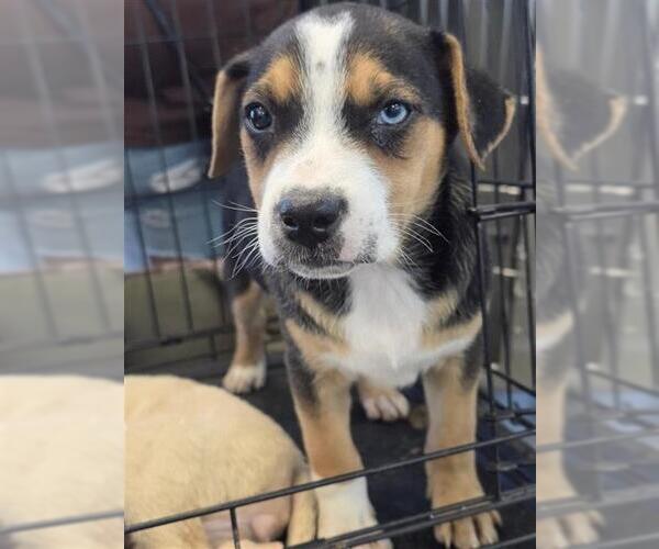Medium Photo #1 Labrador Retriever-Unknown Mix Puppy For Sale in San Antonio, TX, USA