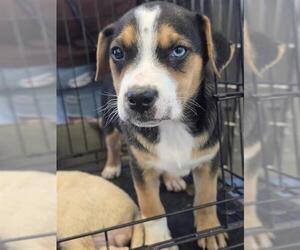 Labrador Retriever-Unknown Mix Dogs for adoption in San Antonio, TX, USA