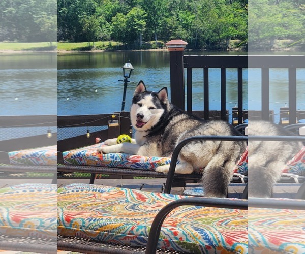 Medium Photo #5 - Mix Puppy For Sale in Scottsboro, AL, USA