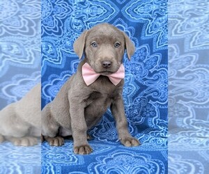 Labrador Retriever Puppy for sale in GLEN ROCK, PA, USA