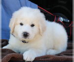 Small #2 Great Pyrenees Mix