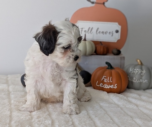 Medium Photo #13 ShihPoo Puppy For Sale in GOSHEN, IN, USA