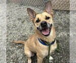 Small #2 Carolina Dog Mix