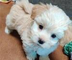 Small Photo #4 Maltipoo Puppy For Sale in TUCSON, AZ, USA