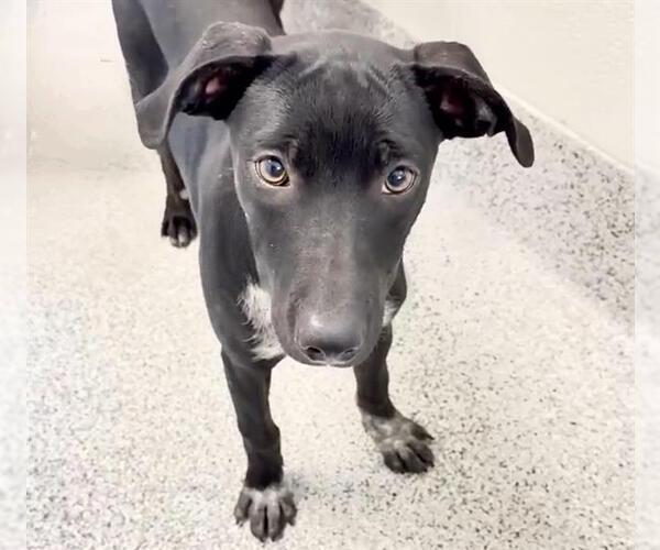 Medium Photo #2 Doberman Pinscher-Unknown Mix Puppy For Sale in Houston, TX, USA