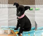 Small #4 Labrador Retriever Mix