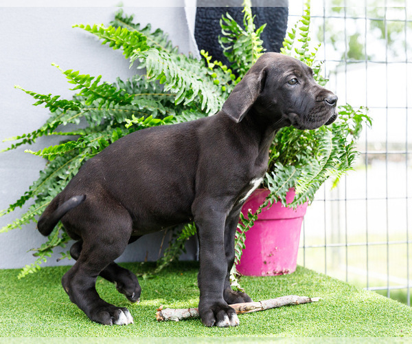 Medium Photo #5 Great Dane Puppy For Sale in WAKARUSA, IN, USA