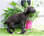 Small Photo #79 Great Dane Puppy For Sale in WAKARUSA, IN, USA