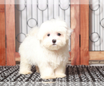 Small #1 Maltese