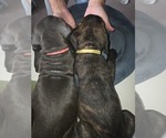 Small #32 Cane Corso