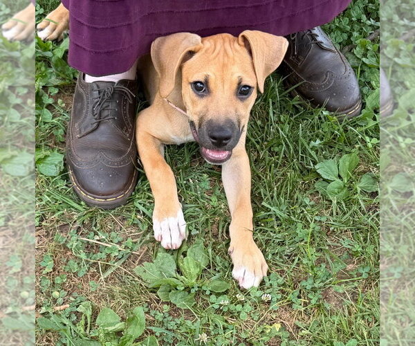 Medium Photo #3 Mastador Puppy For Sale in Claremore, OK, USA